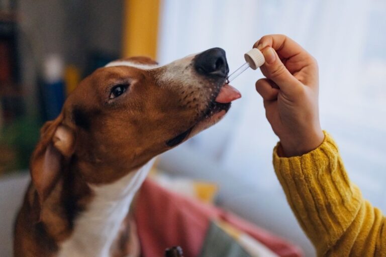 CBD for Dogs