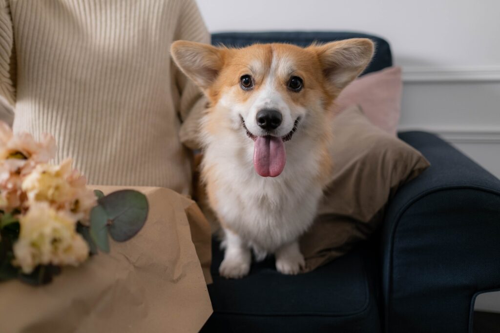 How CBD Oil Helps with Skin Conditions in Pets