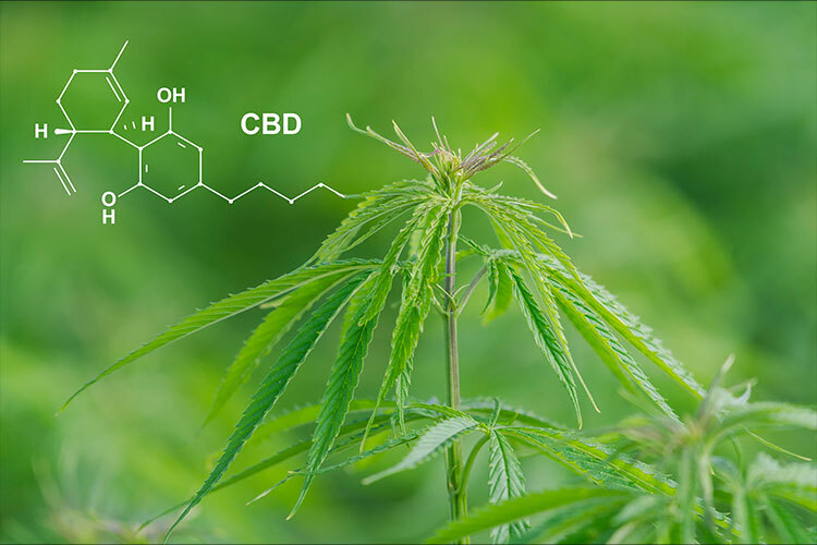 CBD Retention in the Body