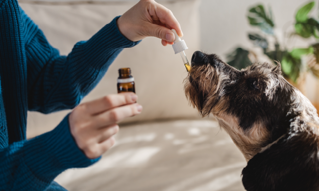 CBD Helps Dogs During Travel