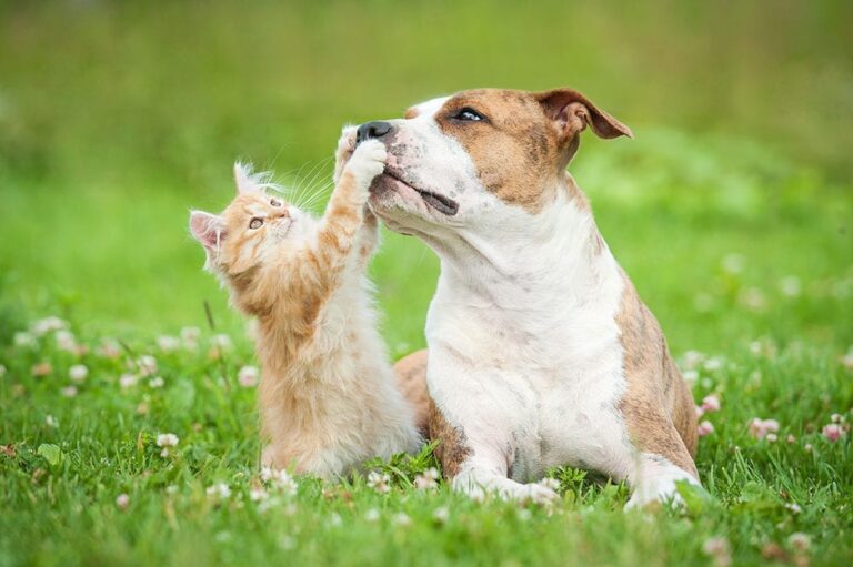 How CBD Pet Supplements Can Support Aging Pets’ Mobility and Comfort