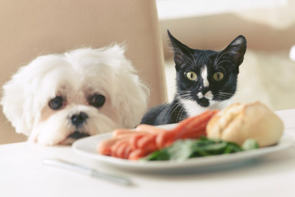 How Digestive Problems Affect Pets
