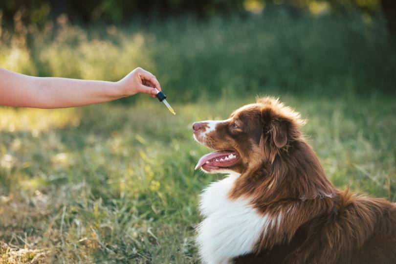 The Science Behind CBD and Pet Digestive Health