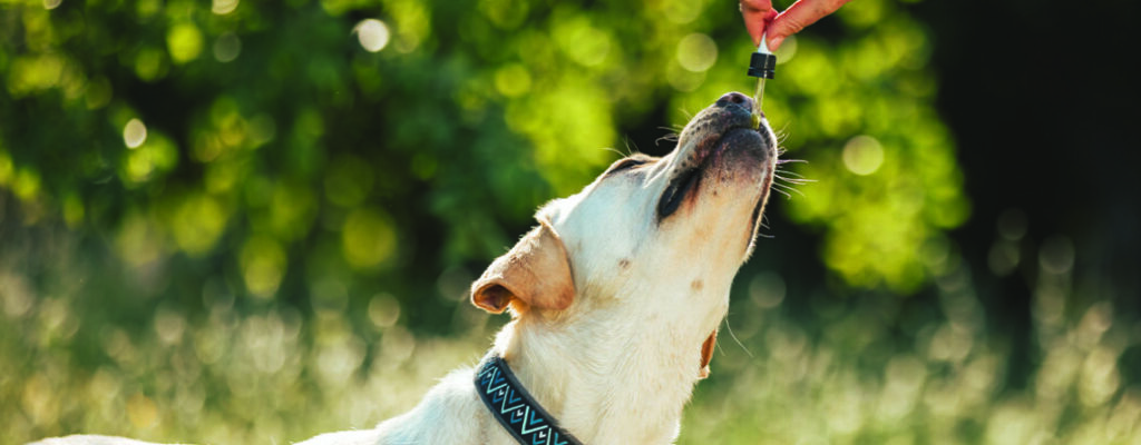 CBD and Pet Nutrition