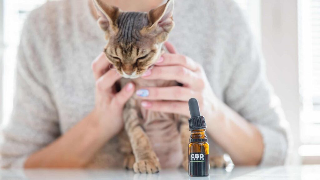 CBD Helps Pets with Epilepsy
