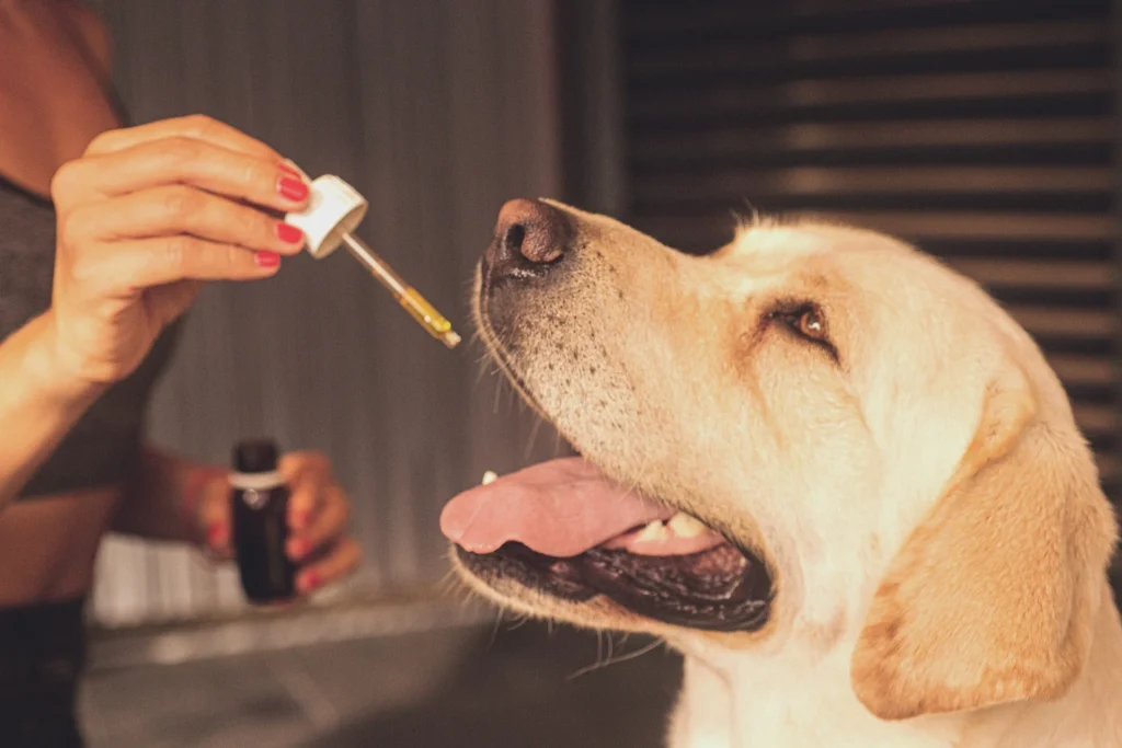 CBD Helps Pets with Epilepsy
