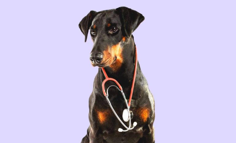 CBD Works in a Dog’s Body