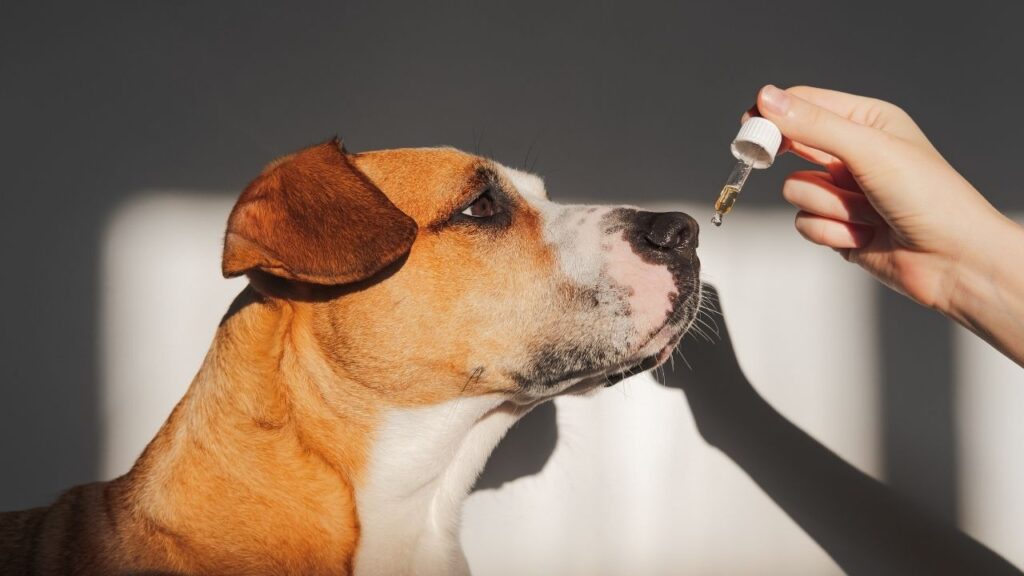 CBD Works in a Dog’s Body