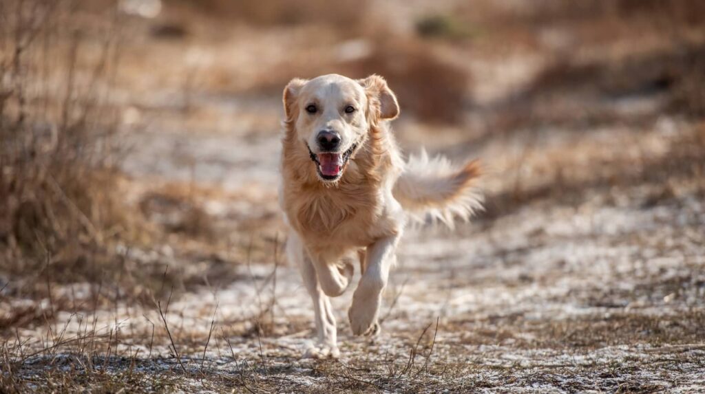 CBD for Aggressive Behavior in Dogs Myth or Reality