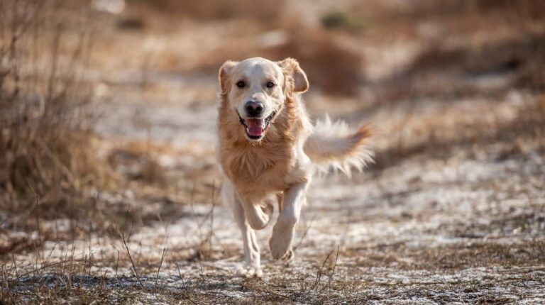 CBD for Aggressive Behavior in Dogs Myth or Reality