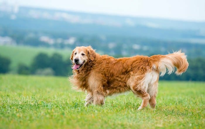 How to Choose the Best CBD Oil for Your Pet