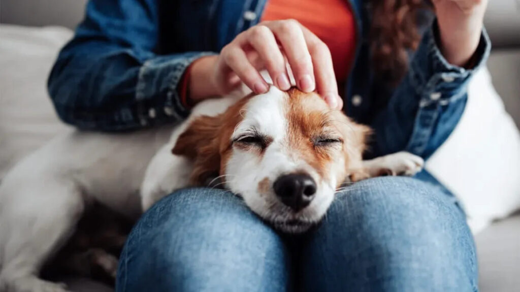 Understanding CBD Oil for Pets