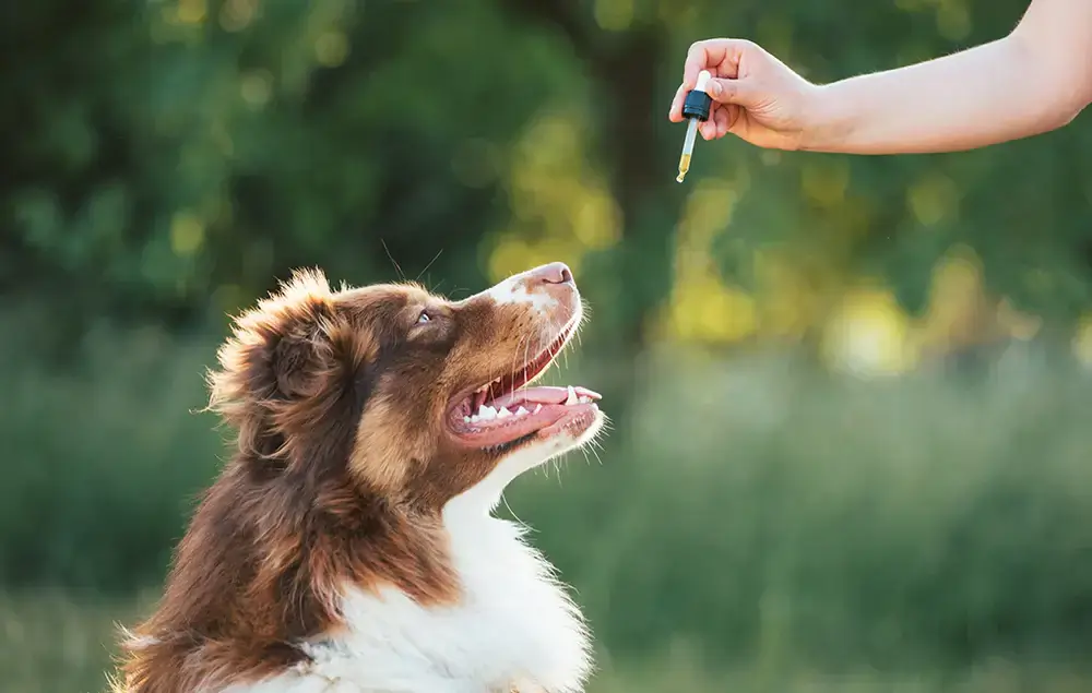 Potential Benefits of CBD Oil for Dogs