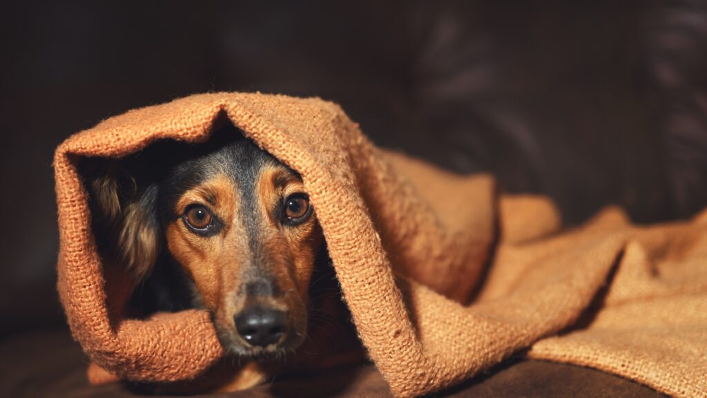 CBD Dog Treats Really Work for Anxiety