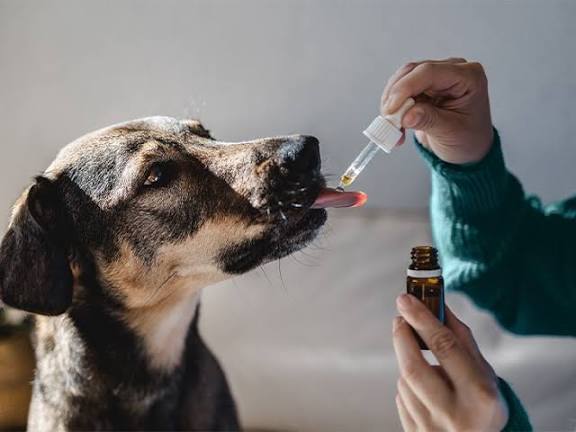 CBD for Active Dogs