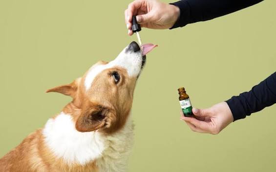CBD for Active Dogs
