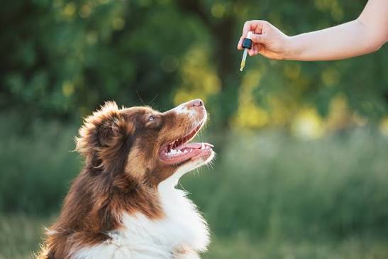 CBD Oil for Pets