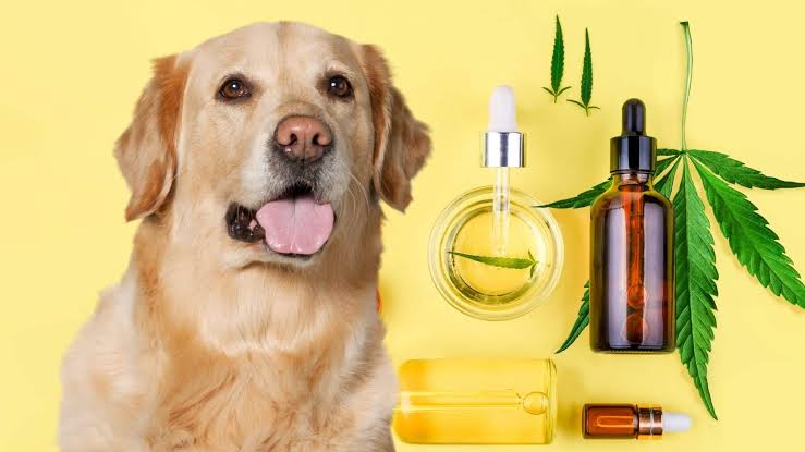 Arthritis in Pets