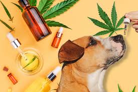 CBD Oil for Arthritis in Pets